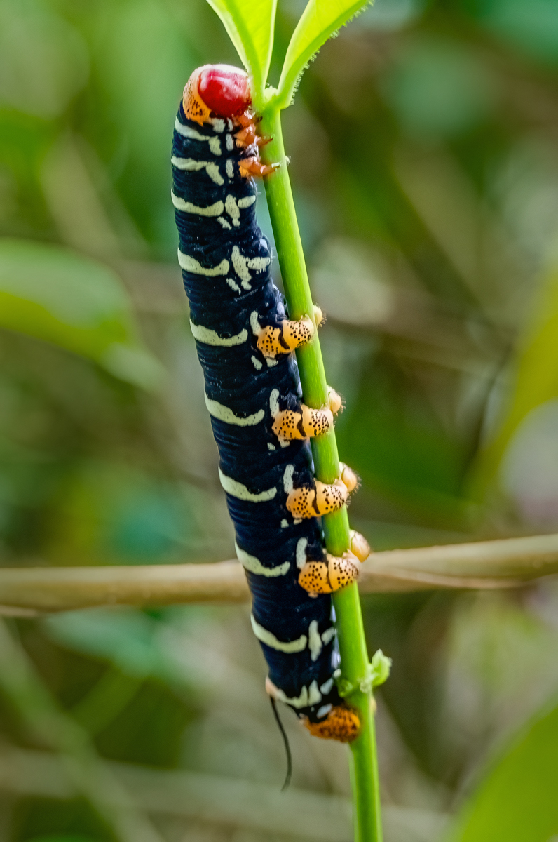 Roditski Gregory Hornworm hanging on Nature   Zoological   Class A 20251022